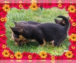 Small Photo #56 Pembroke Welsh Corgi-Scottish Terrier Mix Puppy For Sale in GREELEY, CO, USA