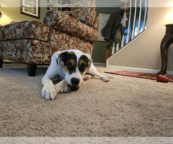 Medium Photo #4 Mutt Puppy For Sale in Springdale, PA, USA