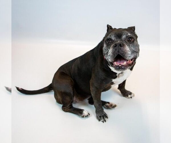 Medium Photo #3 Bulldog-Unknown Mix Puppy For Sale in Kennesaw, GA, USA