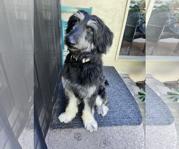 Medium Photo #2 Afghan Hound-Irish Wolfhound Mix Puppy For Sale in San Jose, CA, USA