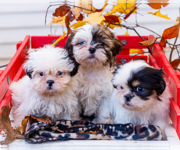 Medium Photo #1 Shih Tzu Puppy For Sale in WAKARUSA, IN, USA