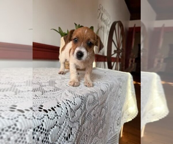 Medium Photo #1 Jack Tzu Puppy For Sale in EAST EARL, PA, USA