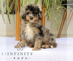 Bernedoodle (Miniature) Puppy for Sale in NARVON, Pennsylvania USA