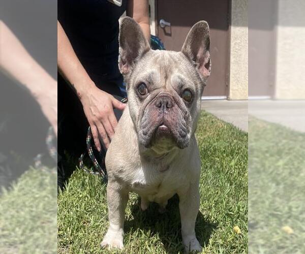 Medium Photo #1 French Bulldog Puppy For Sale in Camarillo, CA, USA