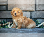 Small #1 Poovanese