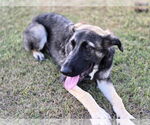 Small #3 German Shepherd Dog Mix
