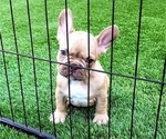 Small #9 French Bulldog