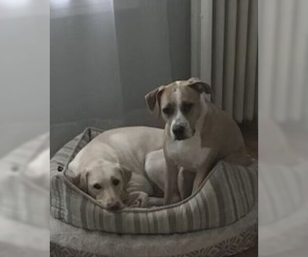 Medium Photo #2 Mutt Puppy For Sale in Monkton, MD, USA