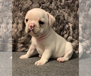 French Bulldog Puppy for sale in JOHNS ISLAND, SC, USA