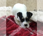 Small Photo #3 Jack Russell Terrier Puppy For Sale in CHURCH HILL, TN, USA