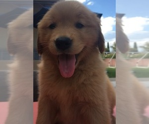 Golden Retriever Puppy for sale in SANTA ANA, CA, USA