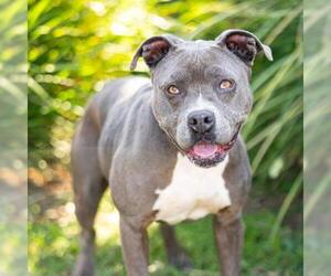 *LAINEY - Female Mutt Dog for Adoption - Photo #2