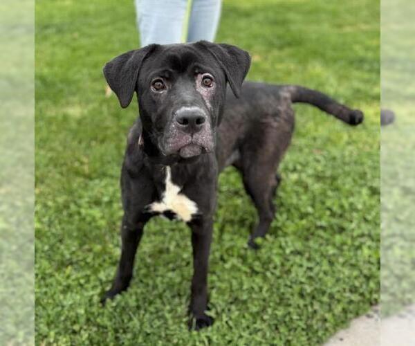 Medium Photo #1 Labrador Retriever-Unknown Mix Puppy For Sale in Modesto, CA, USA