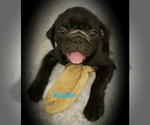 Small Photo #7 Pug Puppy For Sale in LOUISE, TX, USA