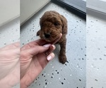 Small Photo #1 Goldendoodle-Poodle (Toy) Mix Puppy For Sale in NAMPA, ID, USA