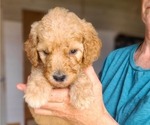 Small #3 Poodle (Standard)