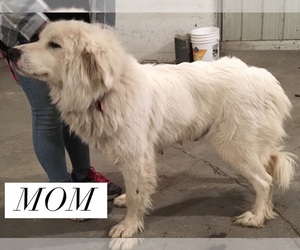 Mother of the Great Pyrenees puppies born on 05/10/2020
