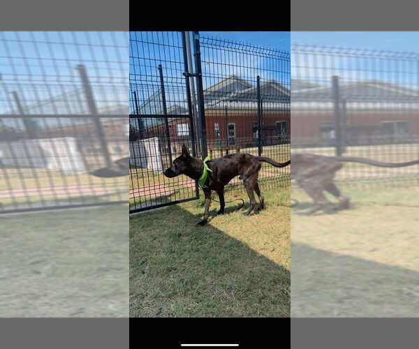 Medium Photo #2 Mutt Puppy For Sale in Imlay City, MI, USA