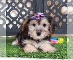 Autumn - Female Yo-Chon Puppy for Sale - Photo #4