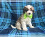 Small #2 Cavapoo