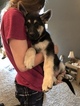 Small Photo #22 German Shepherd Dog Puppy For Sale in BARTLETTSVILLE, IN, USA