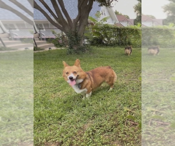 Medium Photo #1 Pembroke Welsh Corgi Puppy For Sale in INDEPENDENCE, MO, USA