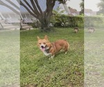 Small Photo #1 Pembroke Welsh Corgi Puppy For Sale in INDEPENDENCE, MO, USA