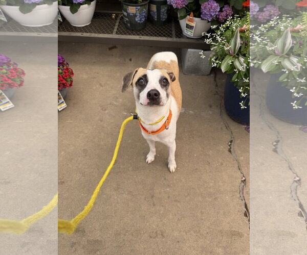 Medium Photo #1  Puppy For Sale in , 