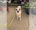 Small Photo #1  Puppy For Sale in , 