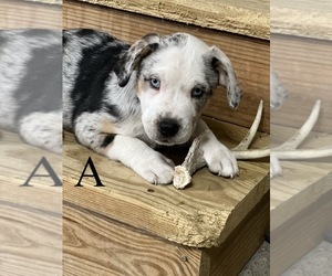 American Pit Bull Terrier-Australian Shepherd Mix Puppy for sale in FORSYTH, MO, USA