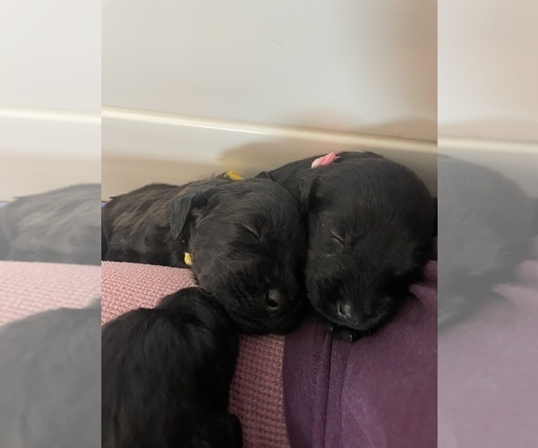 Medium Photo #5 Labradoodle Puppy For Sale in WAVERLY, VA, USA
