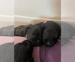 Small #4 Labradoodle