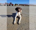 Small Photo #4 German Shorthaired Pointer-Unknown Mix Puppy For Sale in Chico, CA, USA
