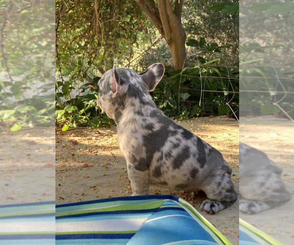 Medium Photo #21 French Bulldog Puppy For Sale in CITY INDUSTRY, CA, USA