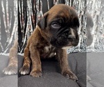Small #8 Boxer