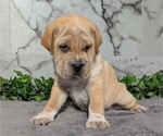 Small #5 Cocker-Pei