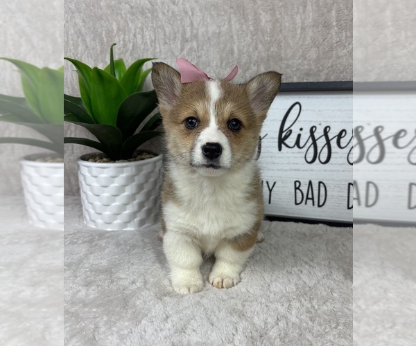 Medium Photo #6 Pembroke Welsh Corgi Puppy For Sale in FRANKLIN, IN, USA