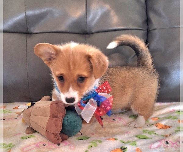 Medium Photo #6 Pembroke Welsh Corgi Puppy For Sale in ARROYO GRANDE, CA, USA
