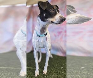 Rat Terrier-Unknown Mix Dogs for adoption in Phoenix, AZ, USA