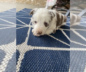 Border Collie Puppy for sale in CENTRAL CITY, KY, USA