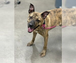 Presa Canario-Unknown Mix Dogs for adoption in Forestville, MD, USA