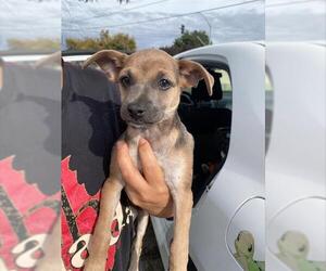 Chihuahua-Unknown Mix Dogs for adoption in Stockton, CA, USA