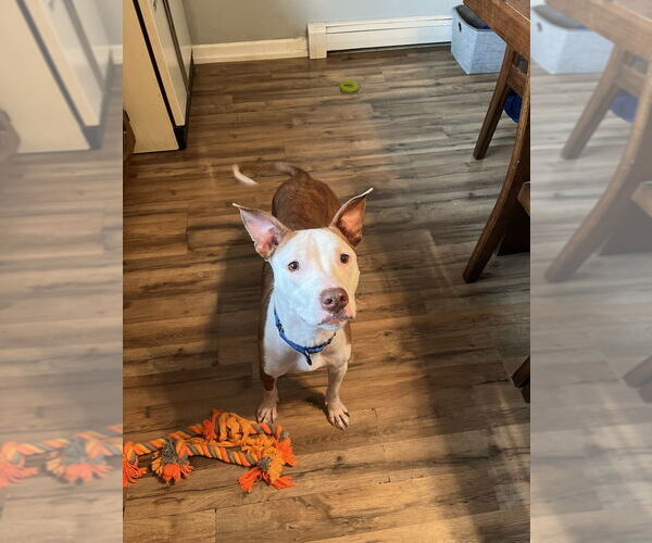 Medium Photo #4 Mutt Puppy For Sale in Springdale, PA, USA