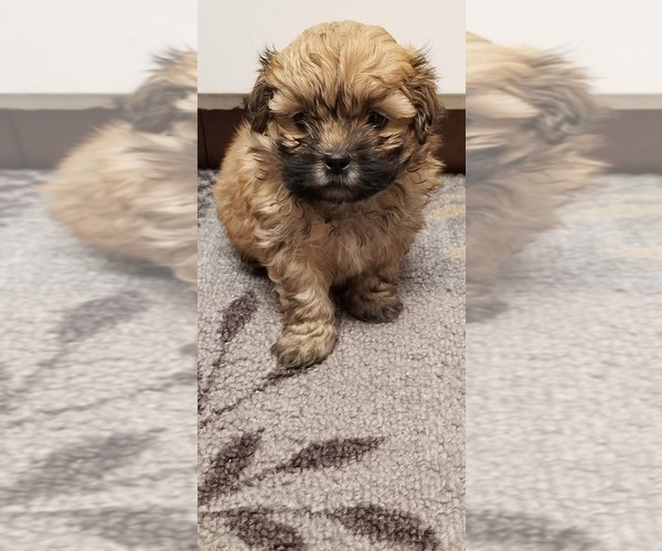 Medium Photo #4 Zuchon Puppy For Sale in SHAWNEE, KS, USA