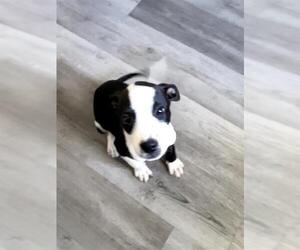 American Staffordshire Terrier-Unknown Mix Dogs for adoption in San Antonio, TX, USA
