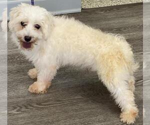Rocky - Male Maltese Dog for Adoption - Photo #2