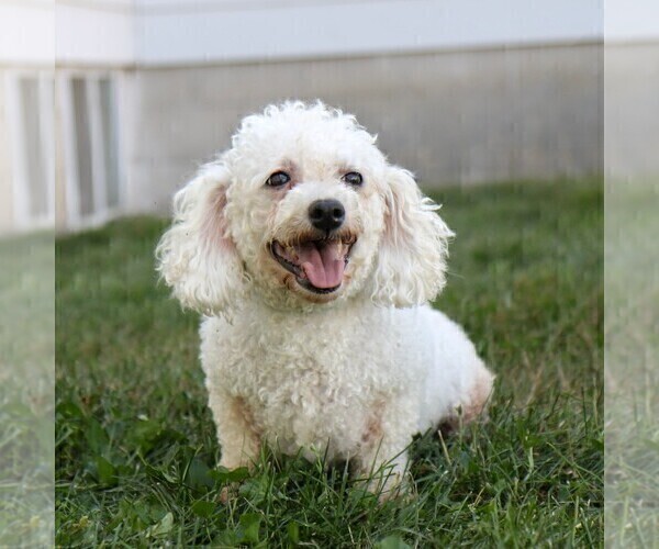 Medium Photo #1 Zuchon Puppy For Sale in ARTHUR, IL, USA