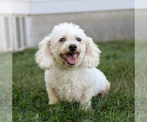 Mother of the Zuchon puppies born on 07/16/2025