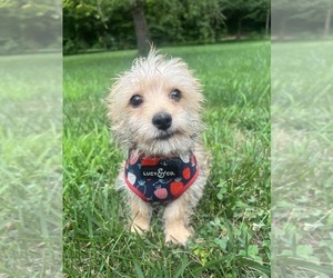 Morkie Puppy for sale in DURHAM, CT, USA