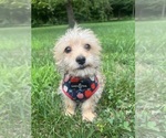 Image preview for Ad Listing. Nickname: Litter of 2